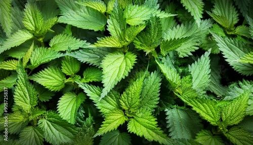 stinging nettle leaves as background green texture of nettle
