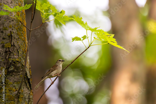 Bird in a tree