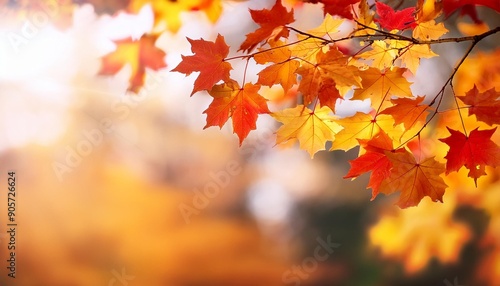 maple branch with red and yellow leaves autumn natural background with soft focus