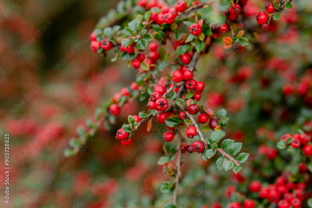 Autumn rowan tree. Rowan branches. Autumn rowan tree. Rowan branches.