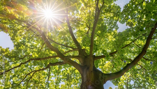 the sun is shining through the green leaves of a mighty platanus tree photo