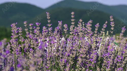 Blooming lavender field. Beautiful purple flowers. Regional organic cultivation.