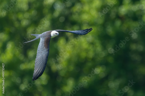 Swallow-tailed Kite flying over a field photo