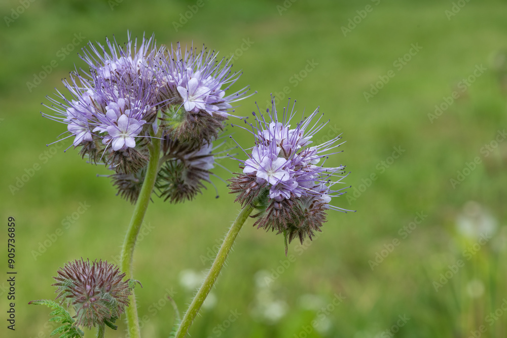 Lacy phacelia (phacelia tanacetifolia) flowers in bloom Lacy phacelia (phacelia tanacetifolia) flowers in bloom