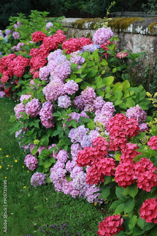 Obraz premium flores