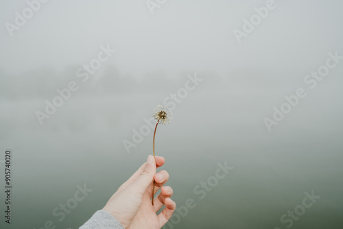 Hand holding a dandelion in foggy landscape