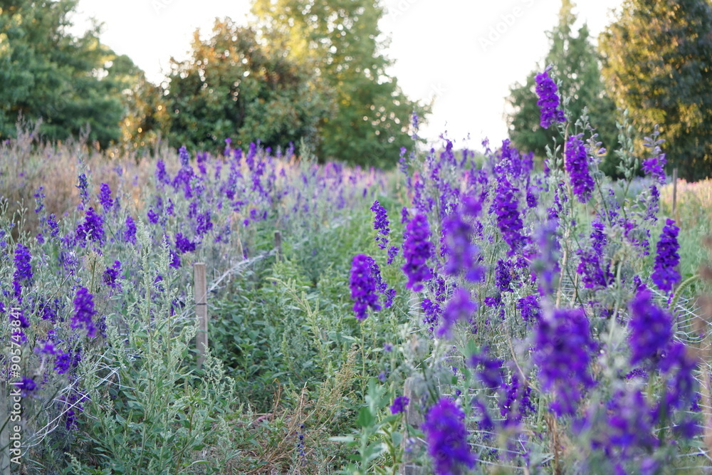 Naklejka premium Purple Flower Meadow