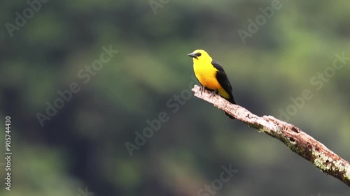 A yellow oriole (Chango Oriolino) perched on a branch with a blurred natural background photo