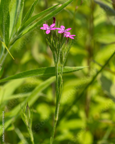 Deptford Pink flowers grow in the wild. A bright pink flower with white spots and hairy stems, initially introduced as a garden plant but escaped cultivation and become semi-naturalized in the US. photo