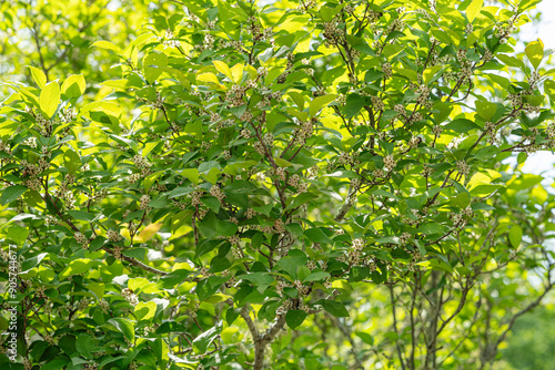 Many bees are attracted to this female Winterberry Holly tree, which is in full bloom. The female plant features a green pistil in the center of the flower, which develops into a berry if pollinated. photo