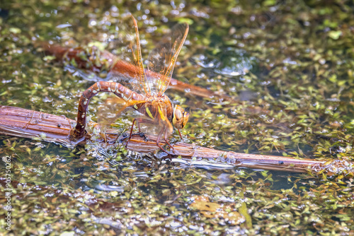 Close up of a Dragonfly, Cordulegaster boltonii,  perched on pond surface with abdomen in water laying eggs, photo