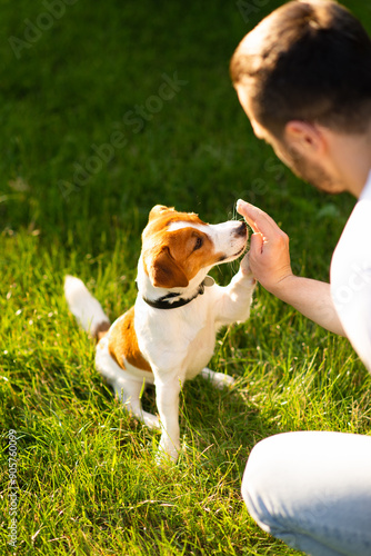 Cute Jack Russell Terrier dog outdoors walking and training in the park with his owner on a sunny day. Adorable puppy and his owner enjoying time together