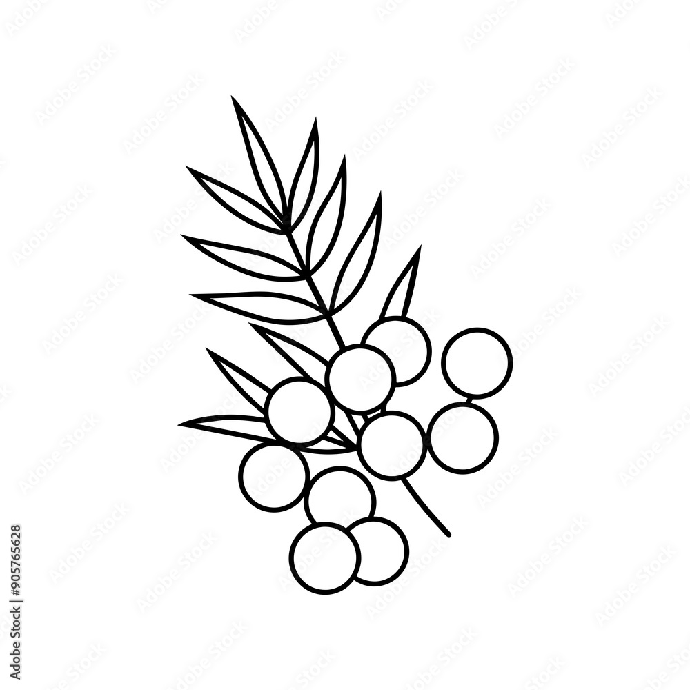 Juniper-berry illustration Juniper-berry illustration