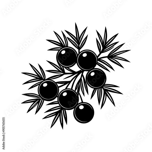 Juniper-berry illustration