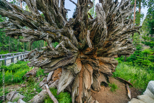 Sequoia Fallen Monarch in the Mariposa Grove, Yosemite National Park