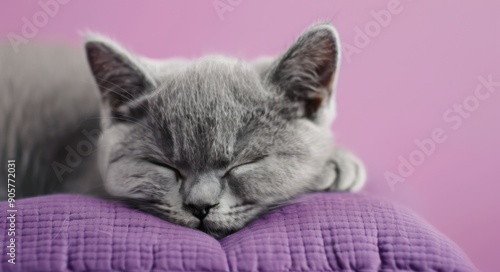 Grey Cat Sleeping Peacefully on Purple Pillow in Cozy Room
