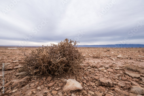 Panoramic view of the Moroccan desert at dawn on a cloudy day. The ground is rocky and dry and there is a plant in the foreground photo