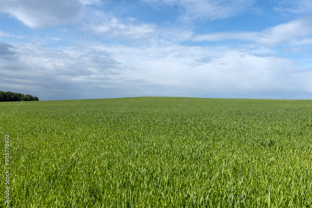 beautiful green wheat sprouts in sunny weather beautiful green wheat sprouts in sunny weather