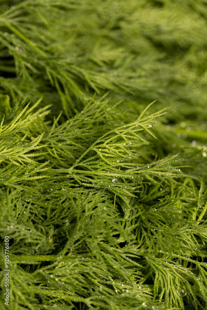 in drops of pure water green dill to add as spices in drops of pure water green dill to add as spices