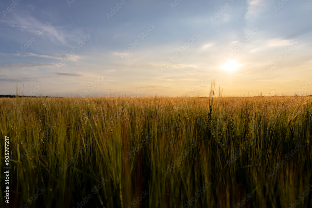Fototapeta premium long wheat sprouts during the summer sunset