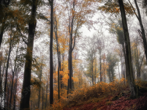 Fototapeta Naklejka Na Ścianę i Meble -  Las we mgle