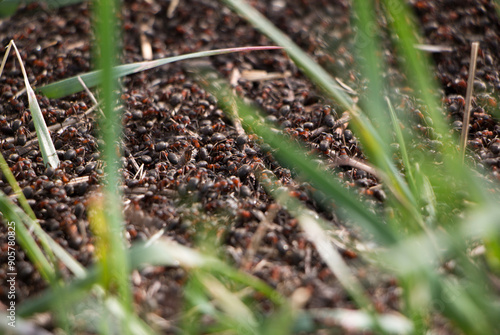 Wild red ants in the wild. Anthill close-up. High quality photo