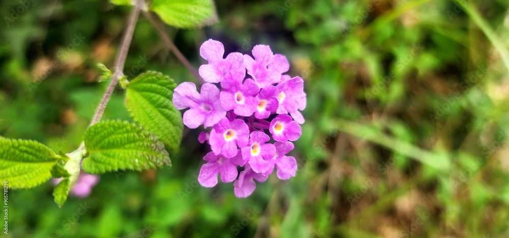Fototapeta premium Lantana montevidensis flowers