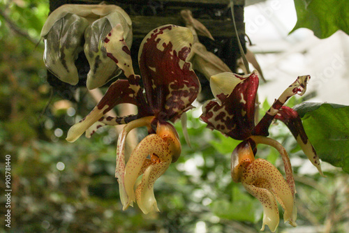 Stanhopea tigrina photo