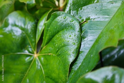 Gouttes de pluie sur des feuilles tropicales