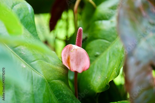 Anthurium naturel des tropiques