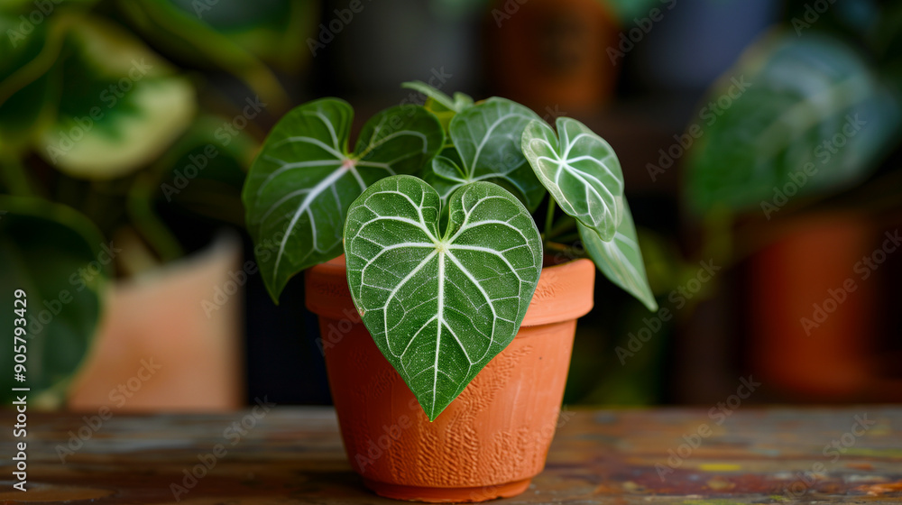 Anthurium clarinervium in terracotta pot, heart shaped green leaves with clear white veins, natural orange terracotta pot, Ai generated Images Anthurium clarinervium in terracotta pot, heart shaped green leaves with clear white veins, natural orange terracotta pot, Ai generated Images