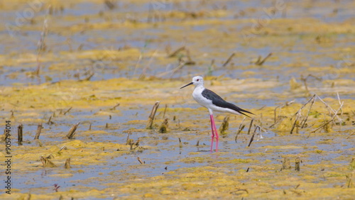 Himantopus himantopus aka Black-winged Stilt is walking in the swamp. Funny wader bird with long red legs. Zicksee, Austria. photo