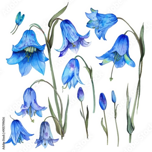 A cute watercolour collection of bellflower stock illustrations. Handdrawn floral harebell clip art. Blue isolated flowers. photo