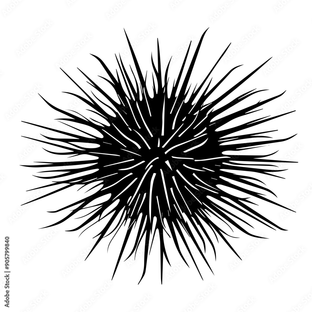Sea Urchin Black Vector Illustration Sea Urchin Black Vector Illustration