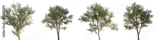 Set of 2 Gleditsia triacanthos and 2 Fuchsia magellanica trees isolated png in sunny daylight on a transparent background perfectly cutout photo