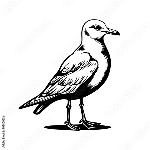 Seagull Black Vector Illustration