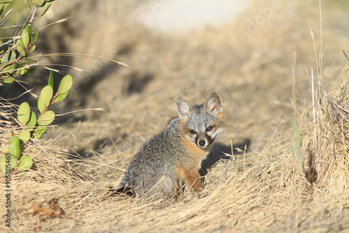 Island Fox Pup Portrait