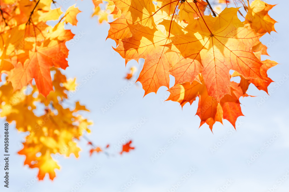Английский
Yarkaya osennyaya listva klena na fone golubogo neba v solnechnyy den'
Bright autumn maple foliage against a blue sky on a sunny day
Английский
Yarkaya osennyaya listva klena na fone golubogo neba v solnechnyy den'
Bright autumn maple foliage against a blue sky on a sunny day