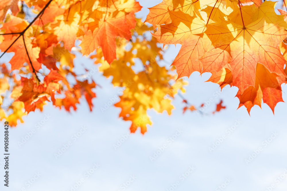 Английский
Yarkaya osennyaya listva klena na fone golubogo neba v solnechnyy den'
Bright autumn maple foliage against a blue sky on a sunny day
Английский
Yarkaya osennyaya listva klena na fone golubogo neba v solnechnyy den'
Bright autumn maple foliage against a blue sky on a sunny day