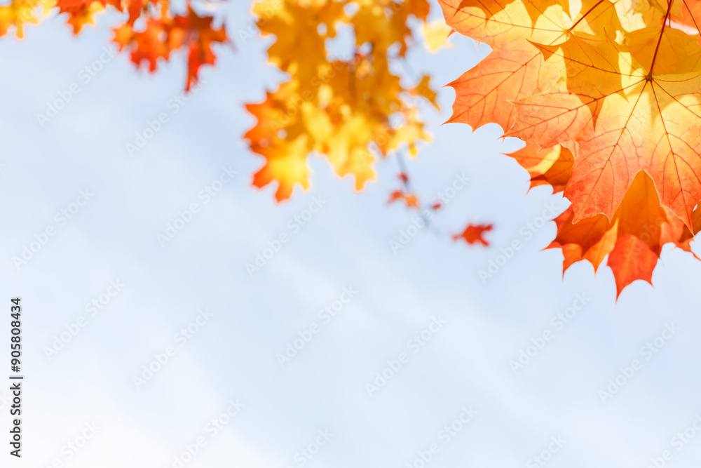 Английский
Yarkaya osennyaya listva klena na fone golubogo neba v solnechnyy den'
Bright autumn maple foliage against a blue sky on a sunny day
Английский
Yarkaya osennyaya listva klena na fone golubogo neba v solnechnyy den'
Bright autumn maple foliage against a blue sky on a sunny day