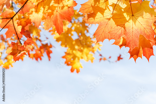 Английский

Yarkaya osennyaya listva klena na fone golubogo neba v solnechnyy den'
Bright autumn maple foliage against a blue sky on a sunny day

 photo