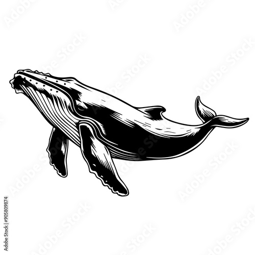 Silhouette of a Humpback Whale Swimming