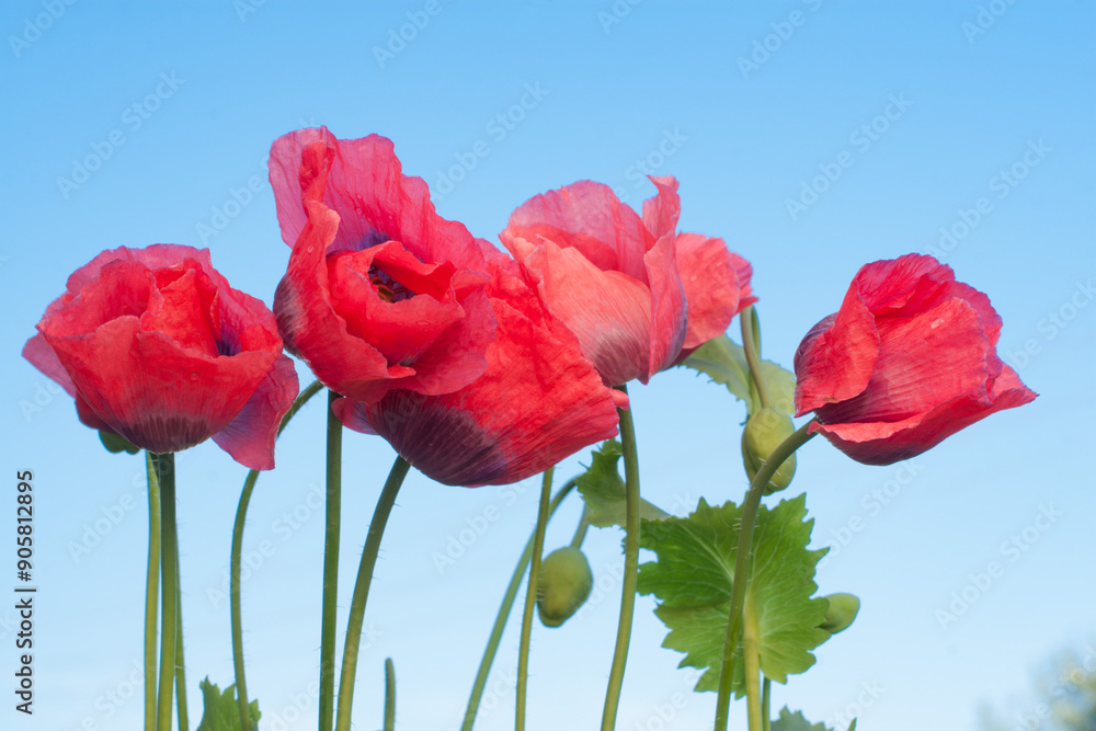 Obraz premium Red poppies against a blue sky