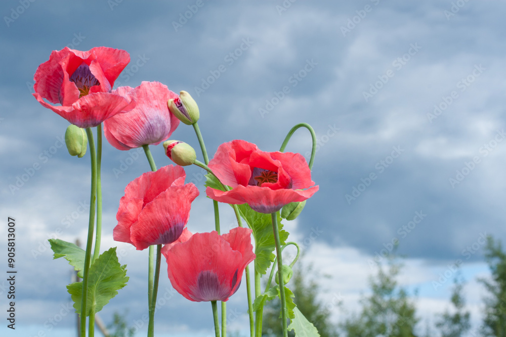 Obraz premium Red poppies against a blue sky