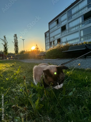 Canvas Print Cat in the wild