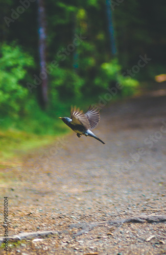 bird in flight