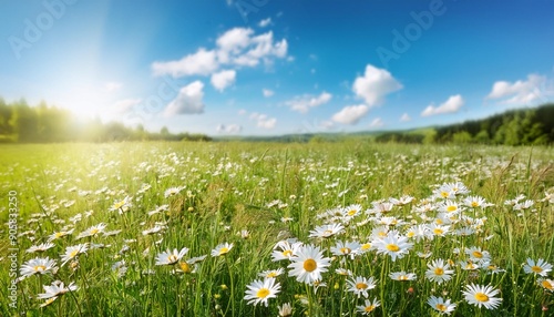 beautiful sun drenched spring summer meadow natural colorful panoramic landscape with many wild flowers of daisies against blue sky with clouds