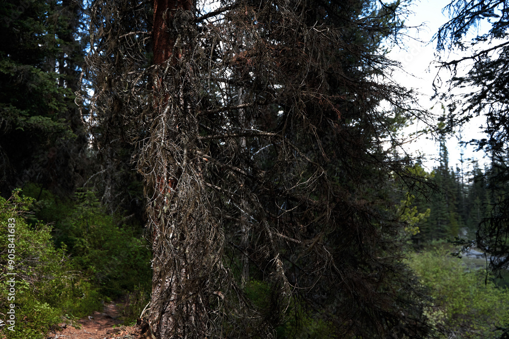 Cover diseased branches of conifers with mold and cobwebs. Cover diseased branches of conifers with mold and cobwebs.