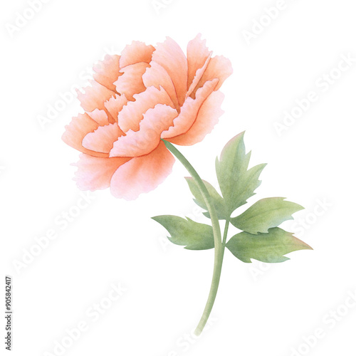 Peony flower with leaves in orange, coral, peach color on isolated background. Hand drawn watercolor botanical illustration. Clipart for design, cards, invitations, congratulations, packaging, print