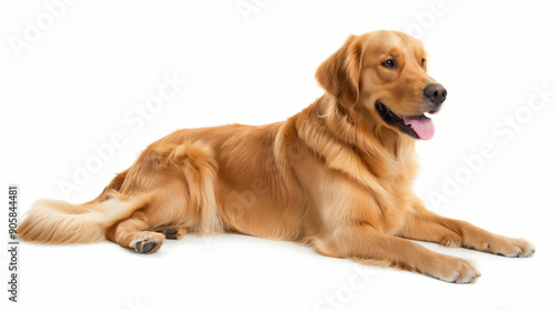 Golden Retriever Studio Portrait: A stunning golden retriever poses for the camera, exuding pure canine charm and loyalty. This high-quality photo captures the breed's elegant beauty and gentle nature © Ritthichai